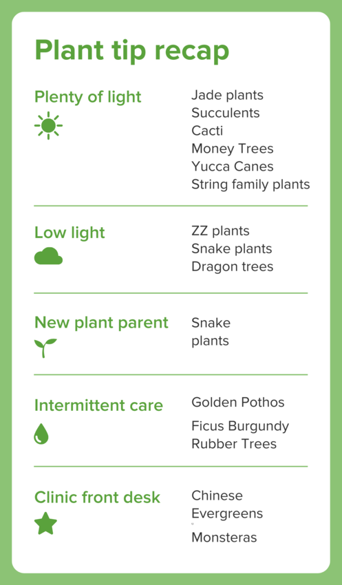 A plant tip recap list - Plenty of light: Jade plants, Succulents, Cacti, Money Trees, Yucca Canes, String family plant; Low light: ZZ plants, Snake plants, Dragon trees; New plant parent: Snake plants; Intermittent care: Golden Pothos, Ficus Burgundy Rubber Trees; Clinic front desk: Chinese Evergreens, Monsteras