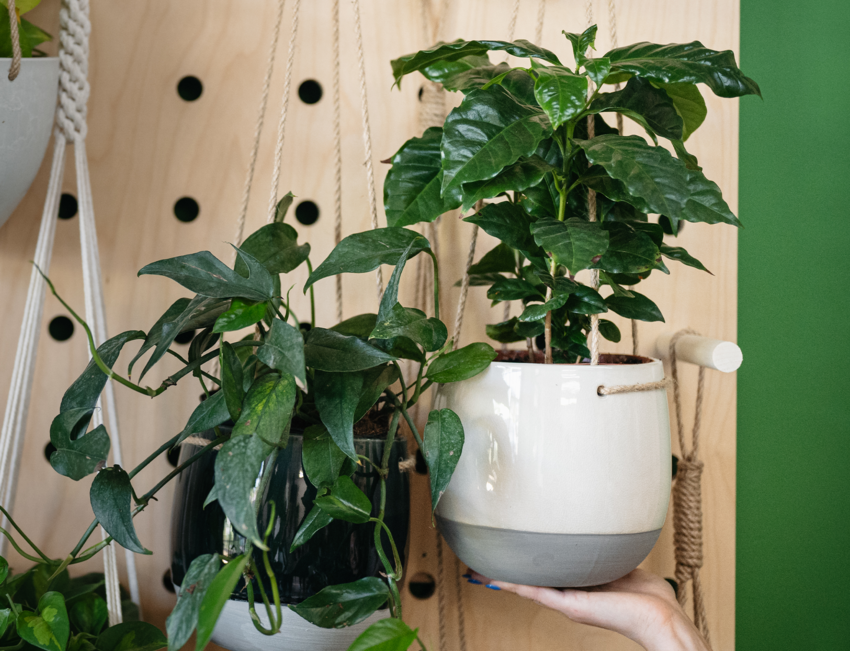 A Coffee Arabica plant held up against a plant wall by someone's hand